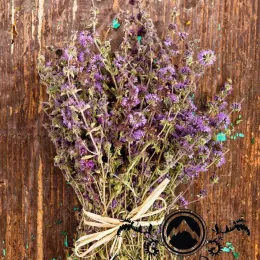 Mint wild - from Mount Olympos